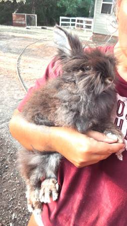 Lionhead DOE 1