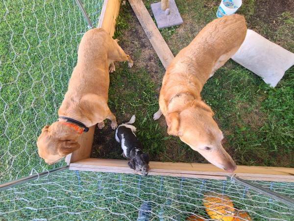 3 dogs found 1