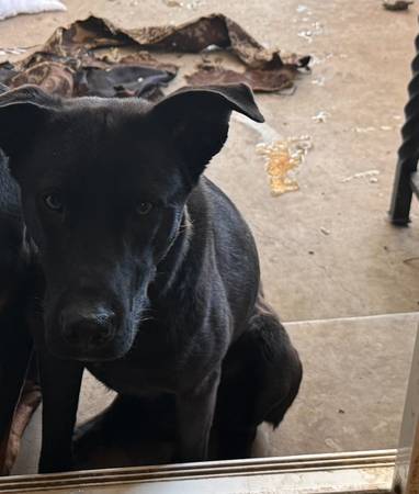 Lab and German Shepard mix (concord / pleasant hill / martinez)64165356960130121