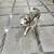 Lost dog Siberian Husky female 1 thumbnail