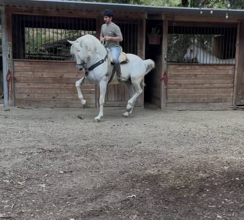 Andalusian Stallion 1