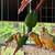 Conures available 8 thumbnail