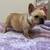 Mini French Bulldog 3 thumbnail