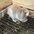 Holland Lops For Sale 2 thumbnail
