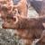 Mini highland calves 2 thumbnail