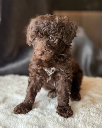 Toy Poodle Puppies (Dothan)63611946149761124