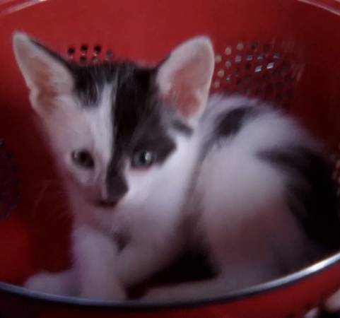Dalmation spotted kittens (Yucca Valley)63920646699266122