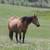 2 yo Bay Mare Horse 12 thumbnail
