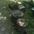 Firewood Red Oak fire wood 3 thumbnail