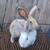 TAMUK rabbits 1 thumbnail
