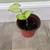 Bundle of 4 beautiful house plants 5 thumbnail