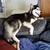 Siberian Husky 3 thumbnail