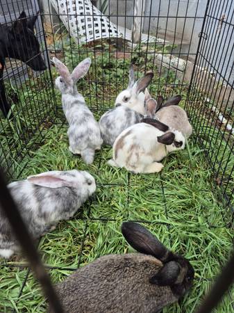 Flemish giant mix (Tacoma)63684505923715122