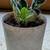 African Violet, Live Plants 2 thumbnail