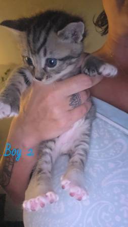 Male Kitten Rehome (Gresham)542220575677491202
