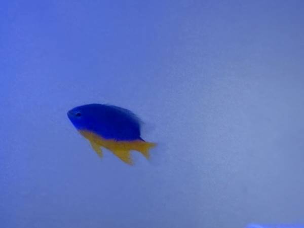 Azure Damselfish 1