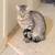 Frank the kitten 1 thumbnail