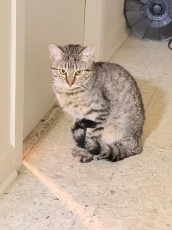 Frank the kitten (Chicago)