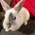 Mini Rex rabbit 1 thumbnail