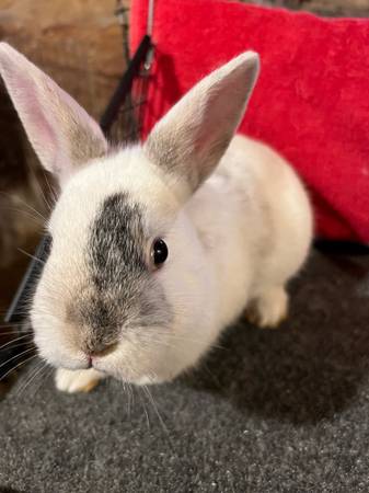 Mini Rex rabbit 1
