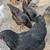 5 Laying hens 3 thumbnail