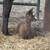 Alpacas 12 thumbnail