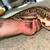 Blood python 3 thumbnail