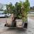 Arbutus marina Strawberry tree 4 thumbnail