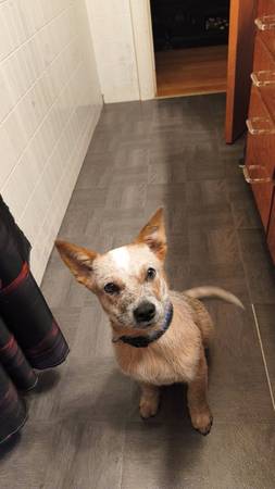 I want my puppy back please (Mosheim)63838160346115120