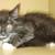 Available for adoption! Goldie & Papis' Animal Rescue 3 thumbnail