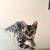 Cat Stuff 6 thumbnail