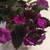 ACHIMENES 'PURPLE KING'-Unusual Houseplant & Stunning Accent 5 thumbnail