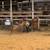 Bred mini mare- Christmas pony 10 thumbnail