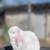 Holland lop 7 thumbnail