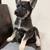German shepherd Husky mix pups 5 thumbnail