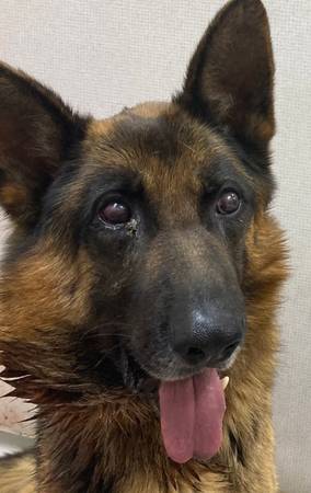 HUGE Pastor Alemán buscando un nuevo comienzo en la vida. (Sacramento)63848981045249123