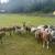 Lambs! Sheep! Starter herd! 6 thumbnail