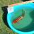 koi fish, fruit trees, and equipment 13 thumbnail