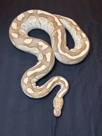 Gravy - Ball Python 1