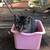 Kittens free to a good home 6 thumbnail
