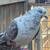 PIGEONS 18 thumbnail