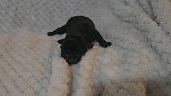 Pug puppies available for deposit (Galena)63654750566401124