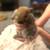 Hooland lop Black Tort 22 thumbnail