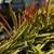 ORANGE RED BROMELIAD GIANT (aechmea blanchetiana) 3 thumbnail