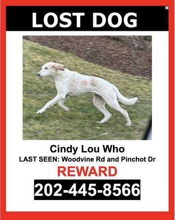 LOST PET - TAN & WHITE AMERICAN FOXHOUND - FEMALE - $$ Reward $$ 1
