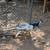 Peacocks 4 thumbnail