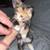 Free kittens 3 thumbnail