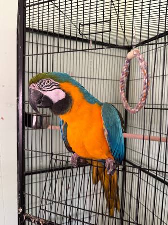 Guacamayo63439040859011122