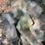 Fire Pit Blocks 7 thumbnail