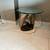 DOLPHIN SIDE TABLE WITH MARBLE BASE x 2..price in pesos for one 3 thumbnail